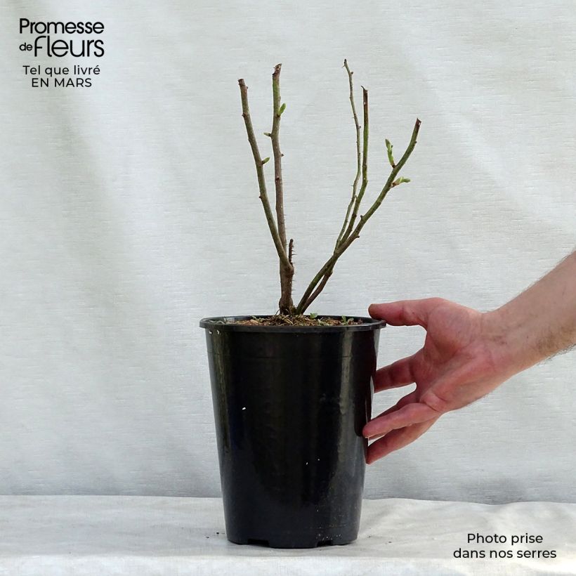 Spécimen de Rosier ancien Mme Hardy Pot de 4L/5L tel que livré en hiver