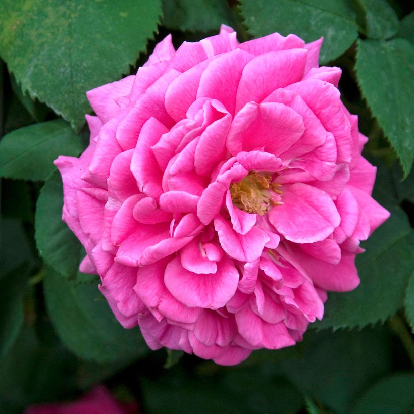 Rosier ancien Mme Isaac Pereire (Floraison)