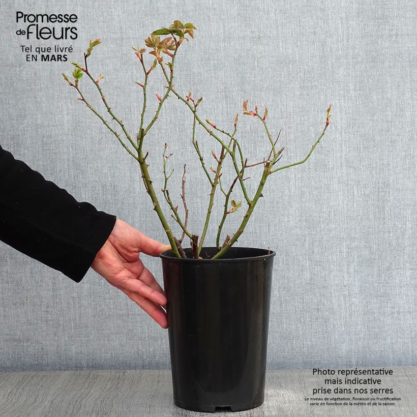 Spécimen de Rosier ancien Mme Isaac Pereire Pot de 4L/5L tel que livré en hiver