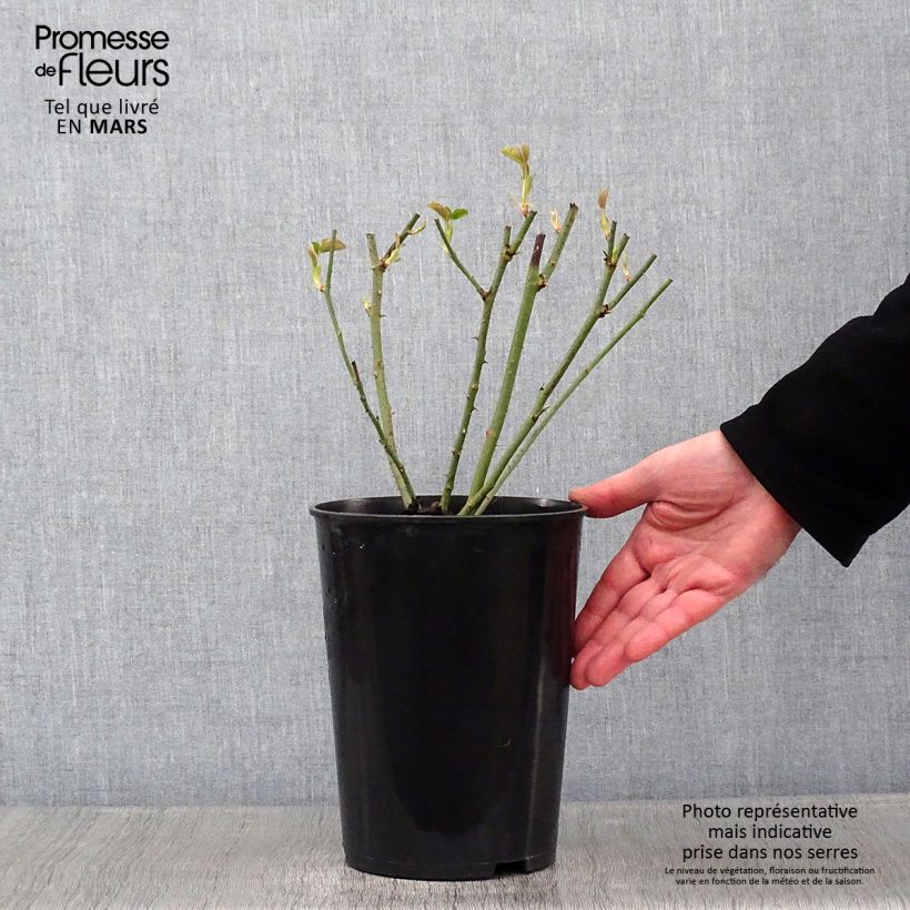 Spécimen de Rosier ancien Mrs John Laing Pot de 4L/5L tel que livré en hiver