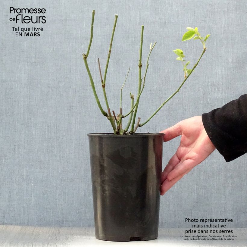 Rosal Mrs John Laing Maceta 4L/5L Ejemplar entregado en la primavera