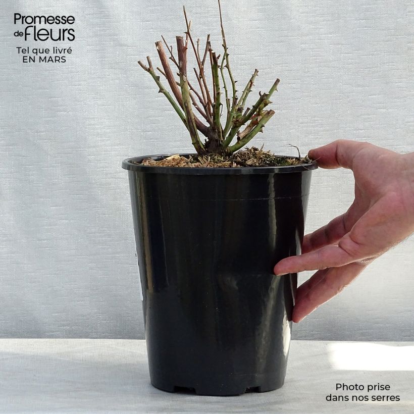 Spécimen de Rosier ancien Old Blush Pot de 4L/5L tel que livré en hiver