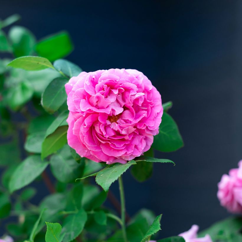 Rosier ancien Paul Neyron (Floraison)