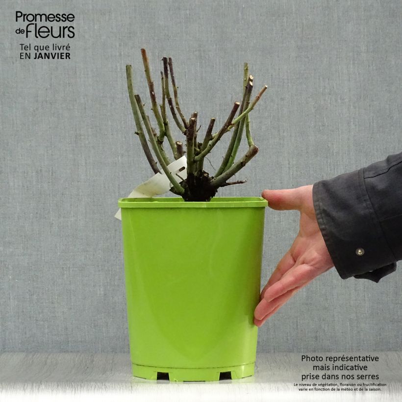 Spécimen de Rosier ancien Paul Neyron Pot de 4L/5L tel que livré en hiver
