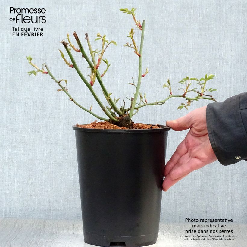 Spécimen de Rosier ancien Phyllis Bide Pot de 4L/5L tel que livré en hiver