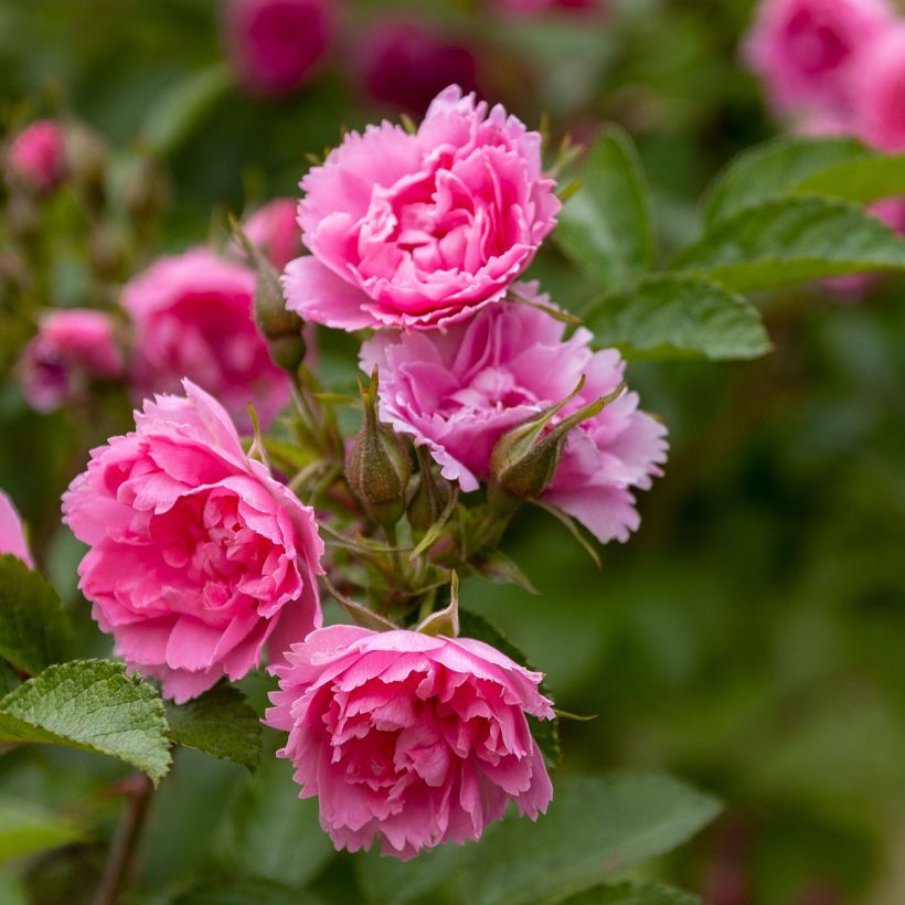 Rosier ancien Pink Grootendorst (Floraison)