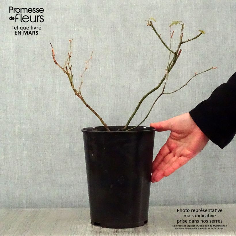 Spécimen de Rosier ancien Raubritter Pot de 4L/5L tel que livré en hiver