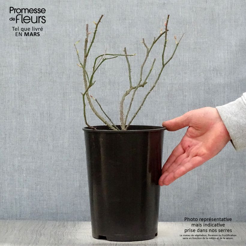 Spécimen de Rosier ancien Raubritter Pot de 4L/5L tel que livré au printemps
