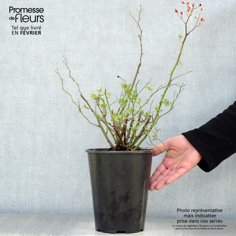 Spécimen de Rosier ancien Red Ballerina Pot de 4L/5L tel que livré en hiver