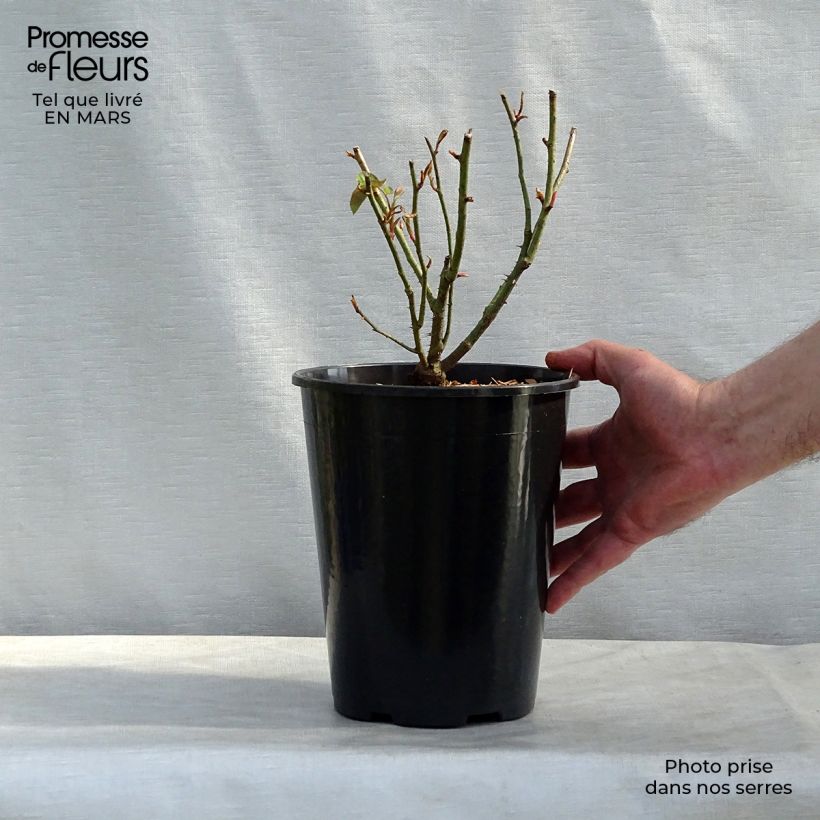 Spécimen de Rosier ancien Reine des Violettes Pot de 4L/5L tel que livré au printemps