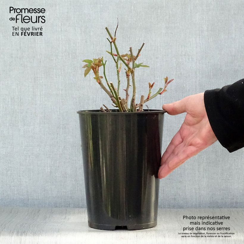 Spécimen de Rosier ancien Sally Holmes Pot de 3L/4L tel que livré en hiver