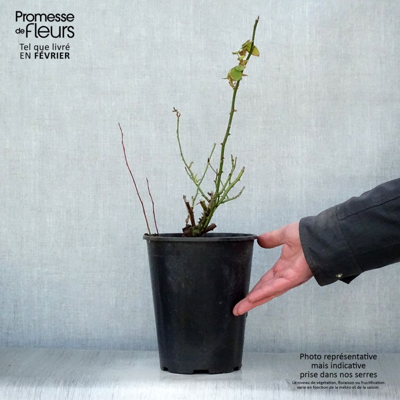 Spécimen de Rosier ancien Souvenir de la Malmaison Pot de 4L/5L tel que livré en hiver