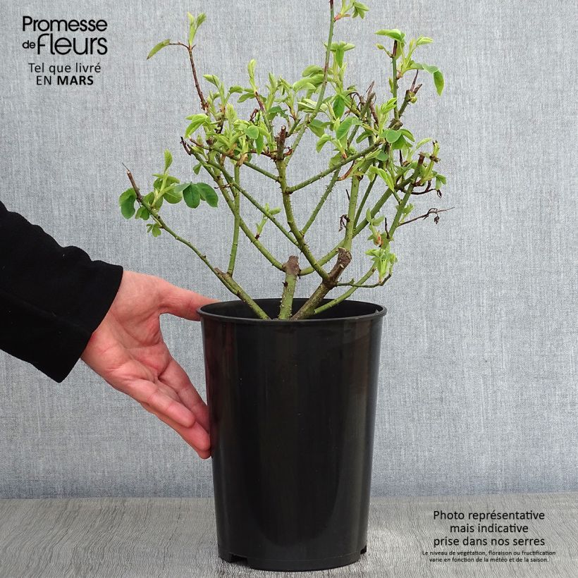 Spécimen de Rosier ancien Variegata di Bologna Pot de 4L/5L tel que livré en hiver