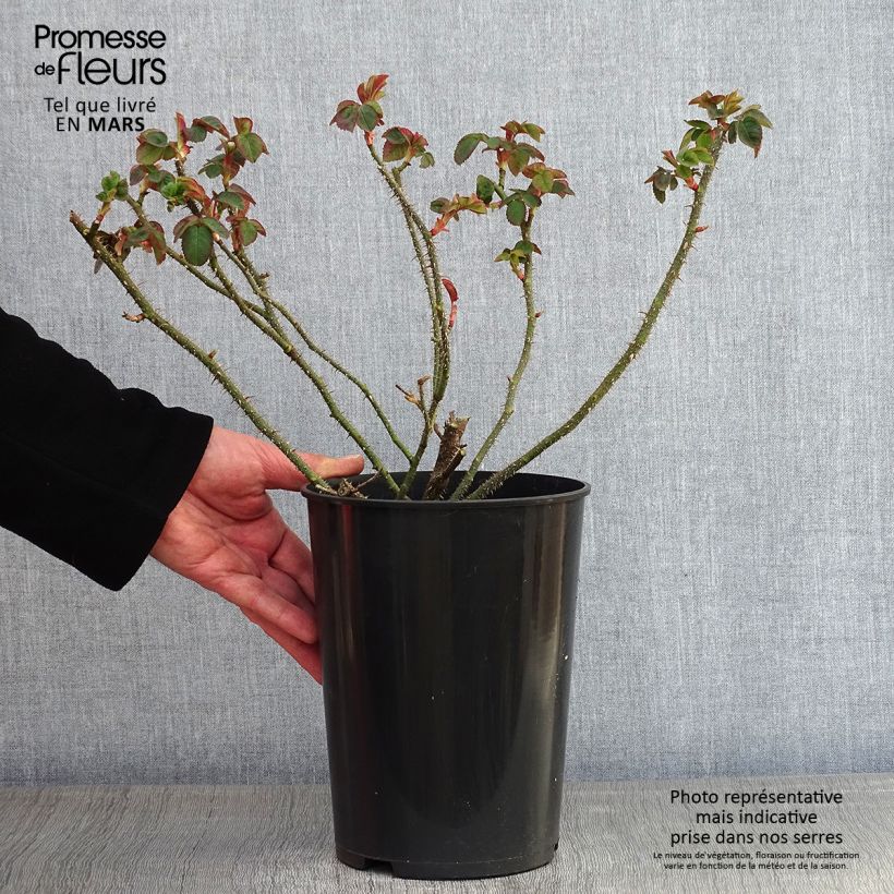 Spécimen de Rosier ancien William Lobb Pot de 4L/5L tel que livré en hiver