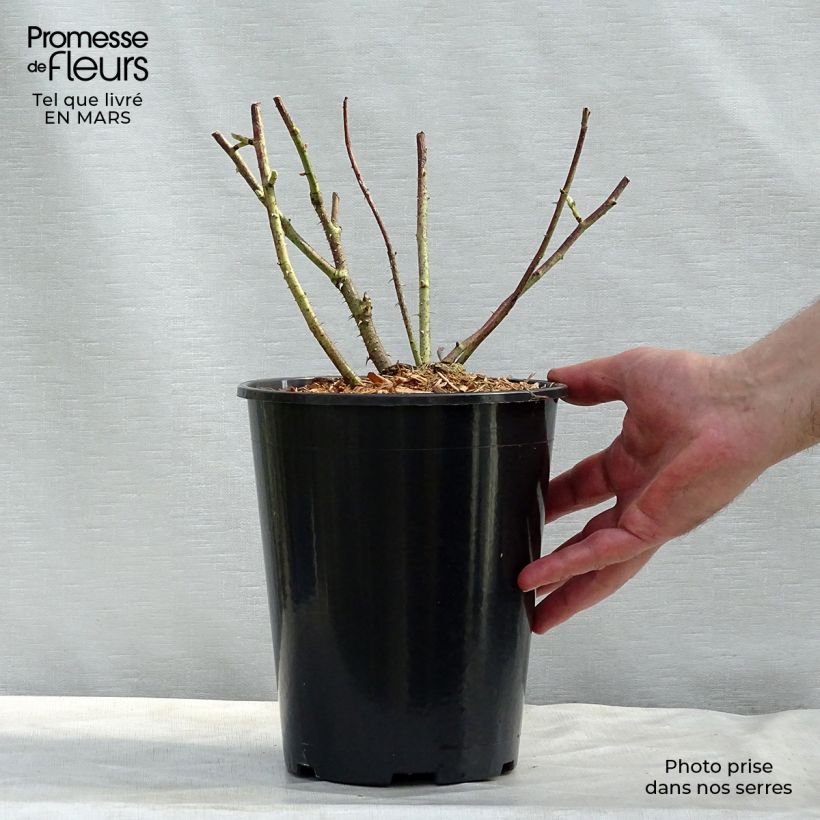 Spécimen de Rosier ancien gallica Versicolor Pot de 4L/5L tel que livré au printemps