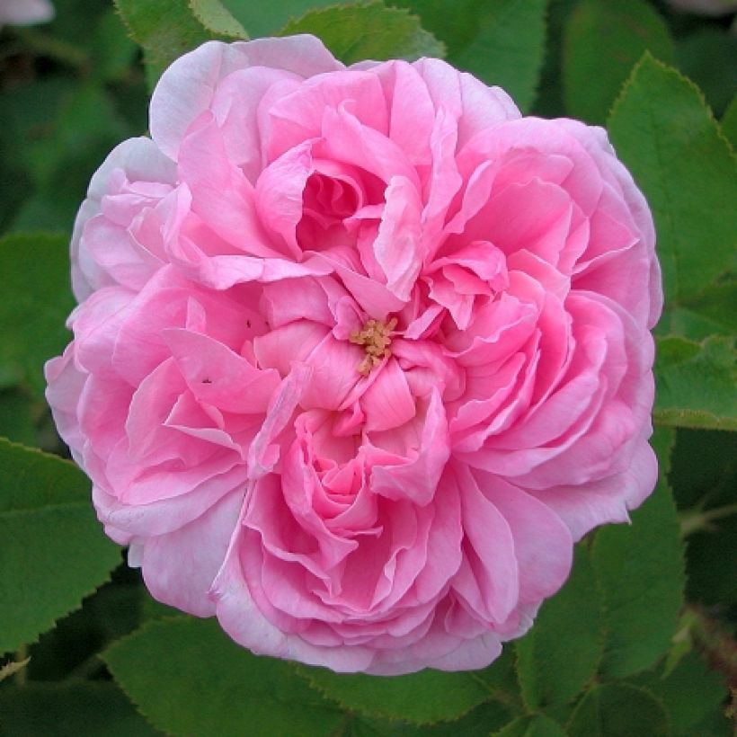 Rosier ancien mousseux Salet BIO (Floraison)