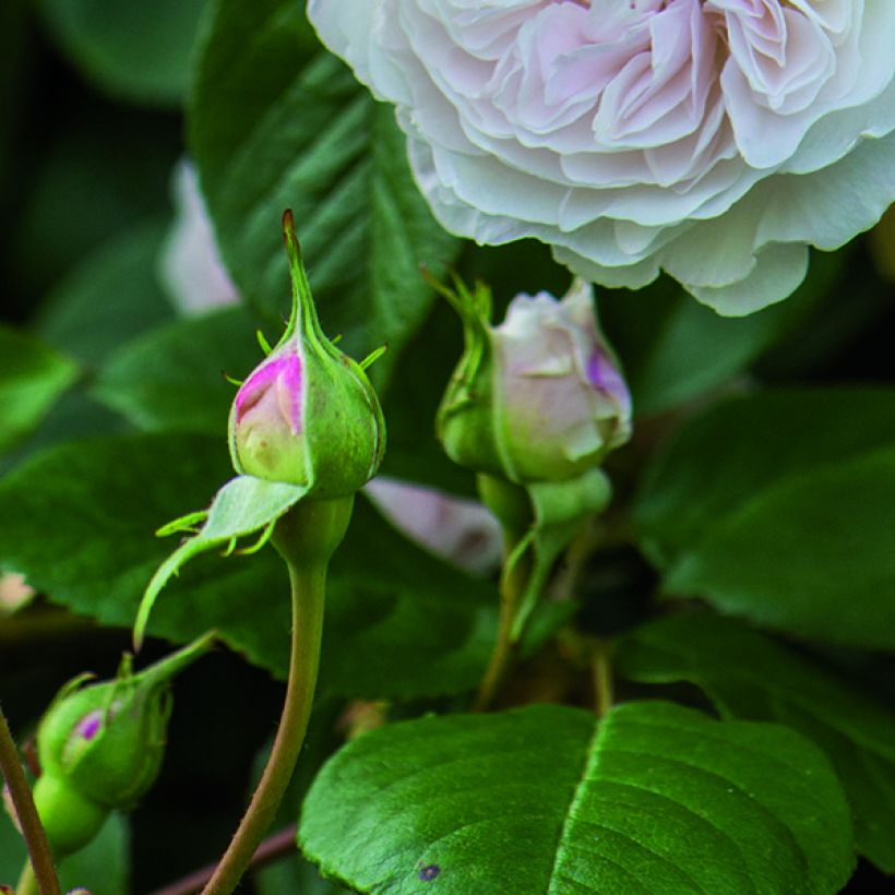 Rosier David Austin Albrighton Rambler (Feuillage)