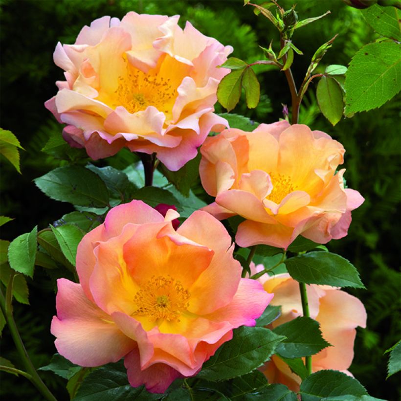 Rosier David Austin Fighting Temeraire (Floraison)