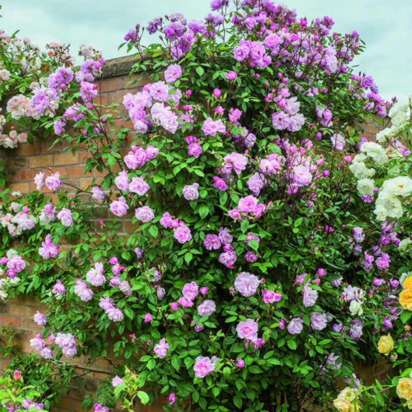 Rosier David Austin Mortimer Sackler grimpant (Port)