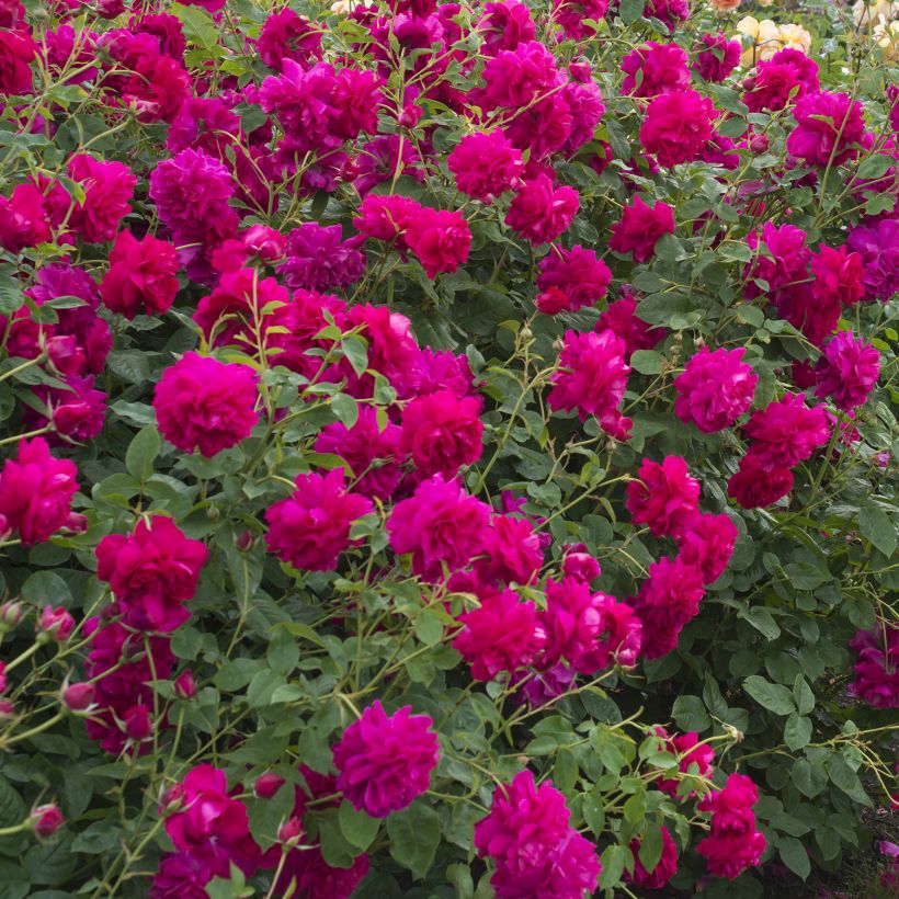 Rosier David Austin Thomas à Becket (Port)