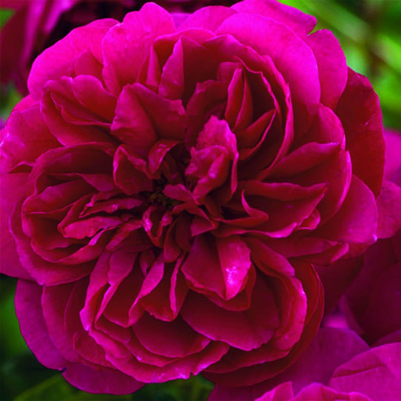 Rosier David Austin Thomas à Becket (Floraison)