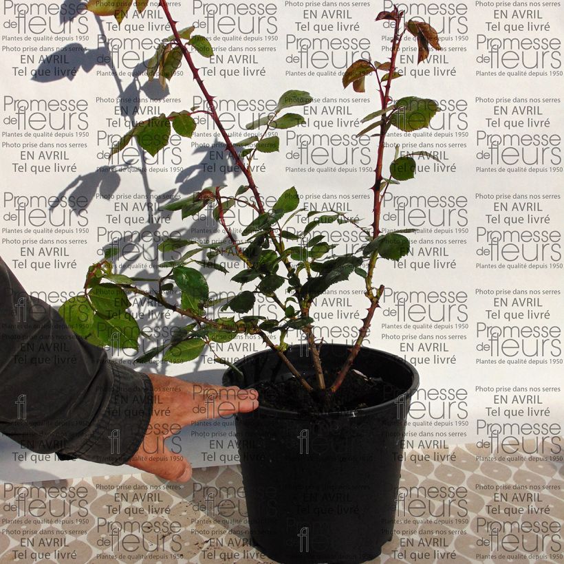 Exemple de spécimen de Rosier arbustif Centenaire de Lourdes  Pot de 4L/5L tel que livré