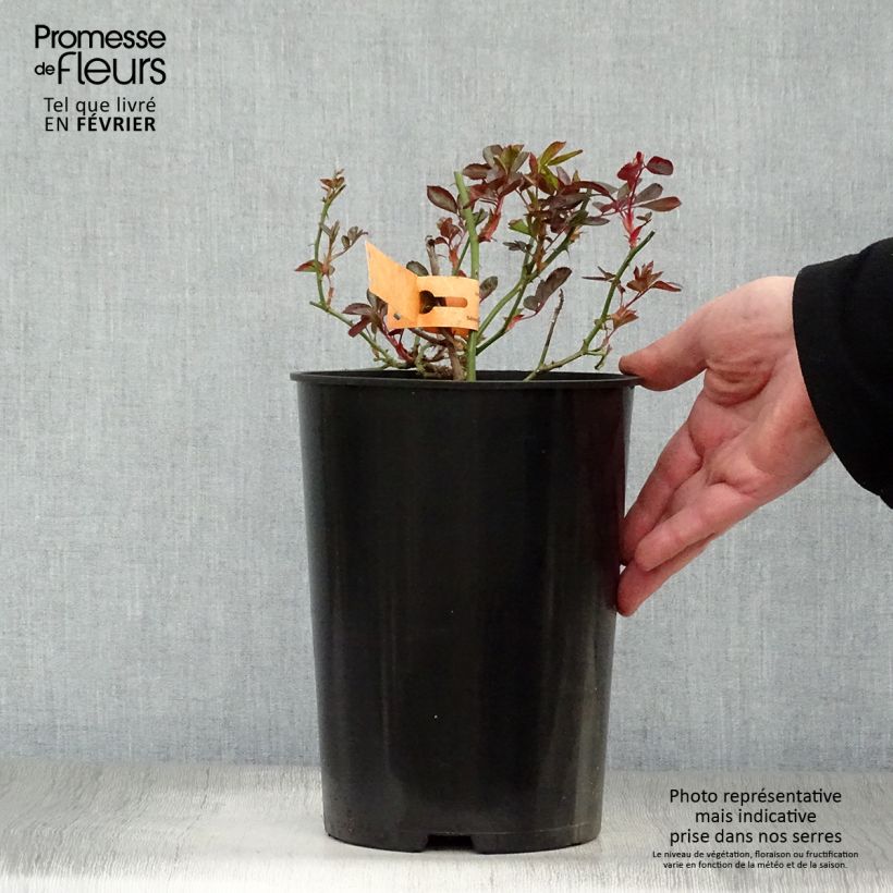 Spécimen de Rosier arbustif Douceur Normande Pot de 4L/5L tel que livré en hiver