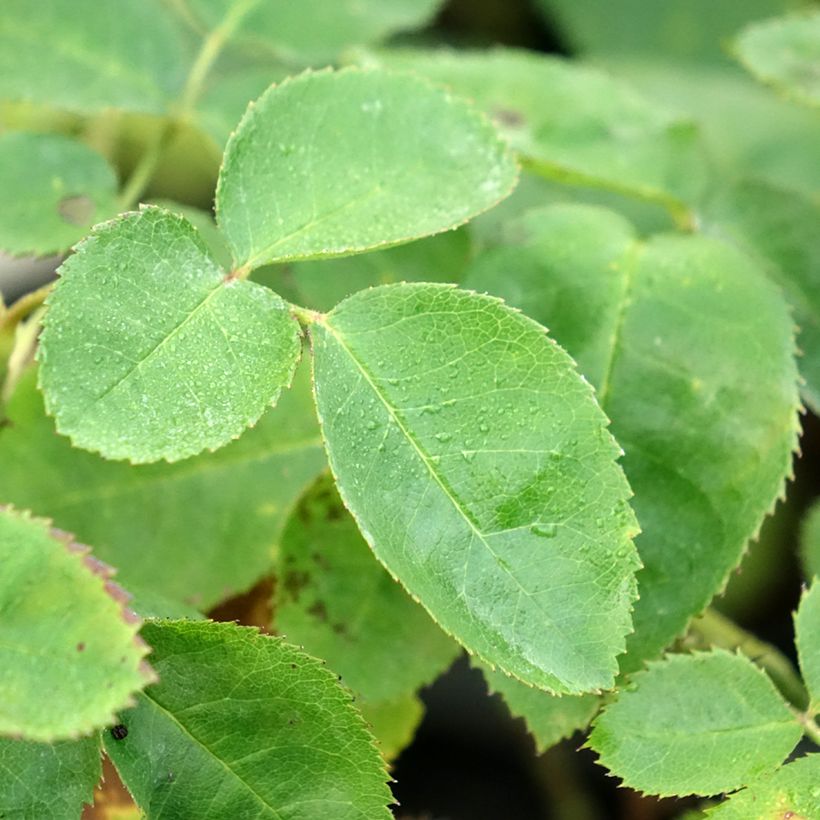 Rosier arbustif Etoile Pourpre (Feuillage)