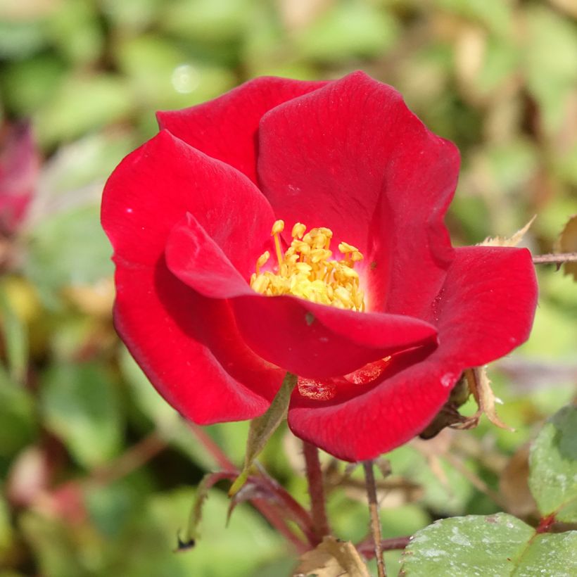 Rosier arbustif Friendly Red Meiariba (Floraison)