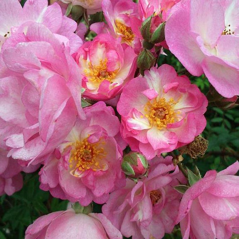 Rosier arbustif Gaard um Titzebierg (Floraison)
