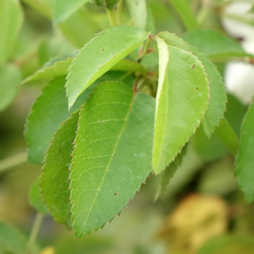 Rosier arbustif La Feuillerie (Feuillage)