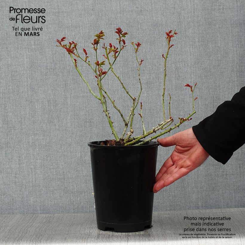 Spécimen de Rosier arbustif La Reine de la Nuit Pot de 3L/4L tel que livré en hiver