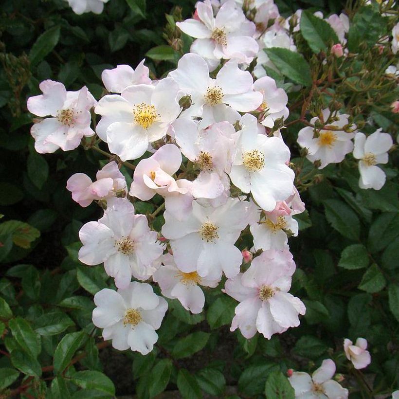Rosier arbustif Matchball (Floraison)