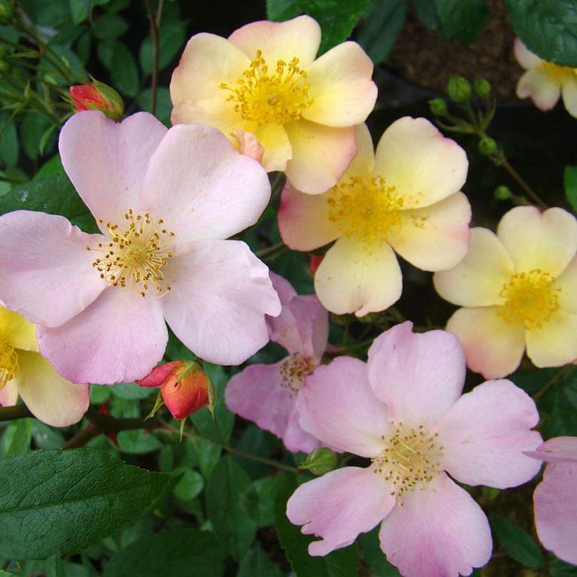 Rosier arbustif Plaisanterie (Floraison)