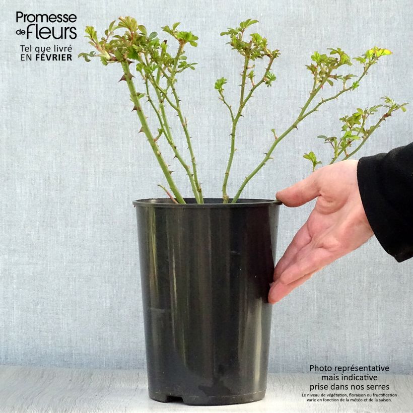 Spécimen de Rosier arbustif Rush Pot de 4L/5L tel que livré en hiver