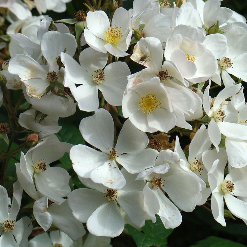 Rosier arbustif White Magic (Floraison)