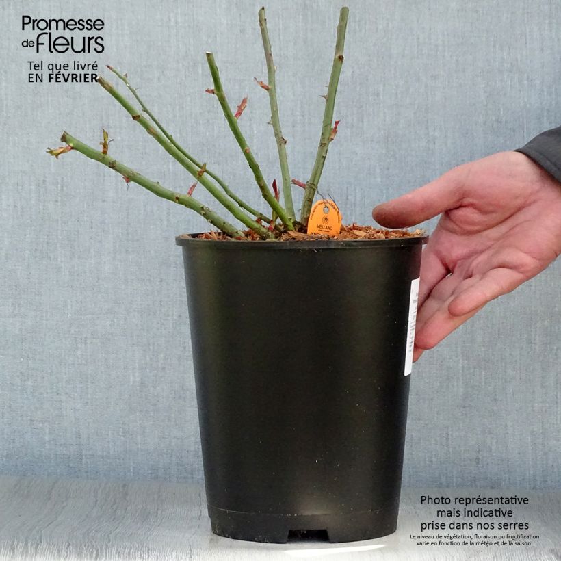 Spécimen de Rosier arbustif Yann Arthus-Bertrand Pot de 4L/5L tel que livré en hiver