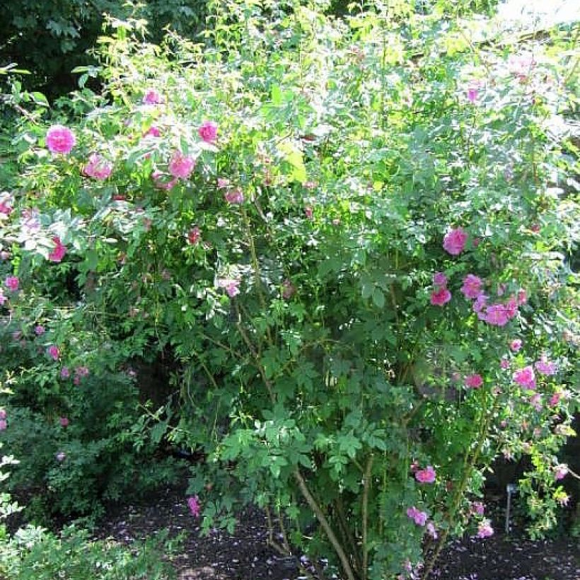 Rosier botanique - Rosa californica Plena (Port)