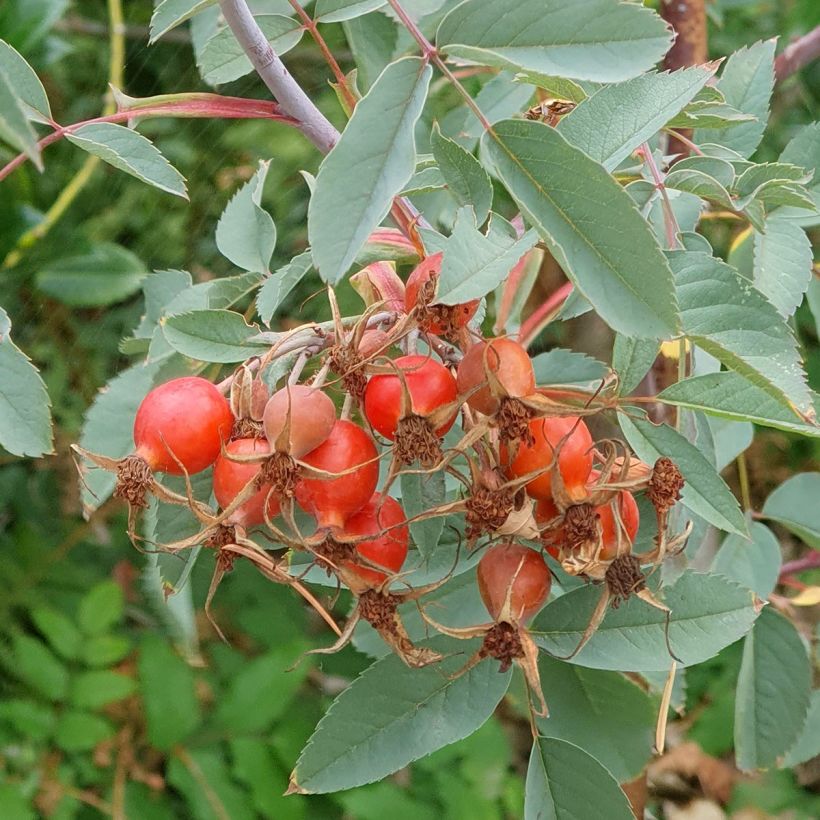 Rosier botanique - Rosa glauca ou rubrifolia (Récolte)