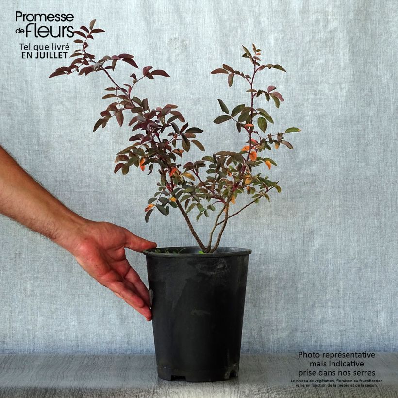 Spécimen de Rosier botanique - Rosa glauca ou rubrifolia Pot de 2L/3L, Qualité 2 branches, Sur propres racines ( non greffé) tel que livré en été