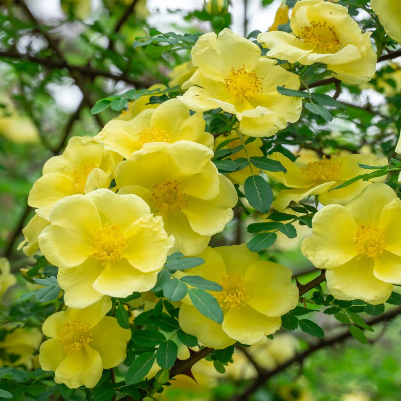 Rosier botanique - Rosa hugonis (Floraison)