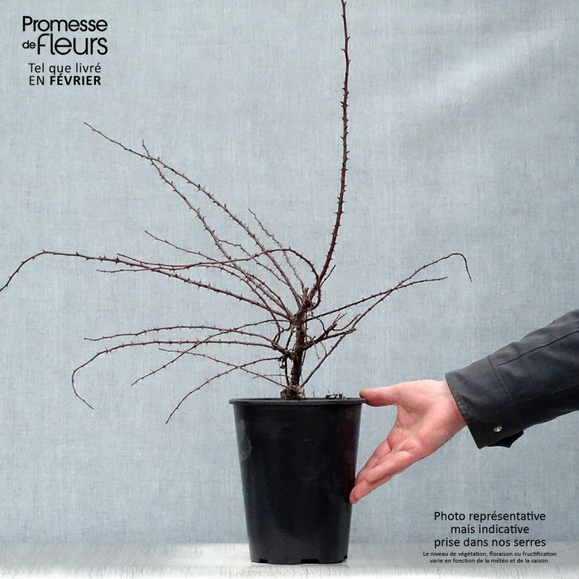 Spécimen de Rosier botanique - Rosa hugonis Pot de 3L/4L Qualité 2 branches tel que livré en hiver
