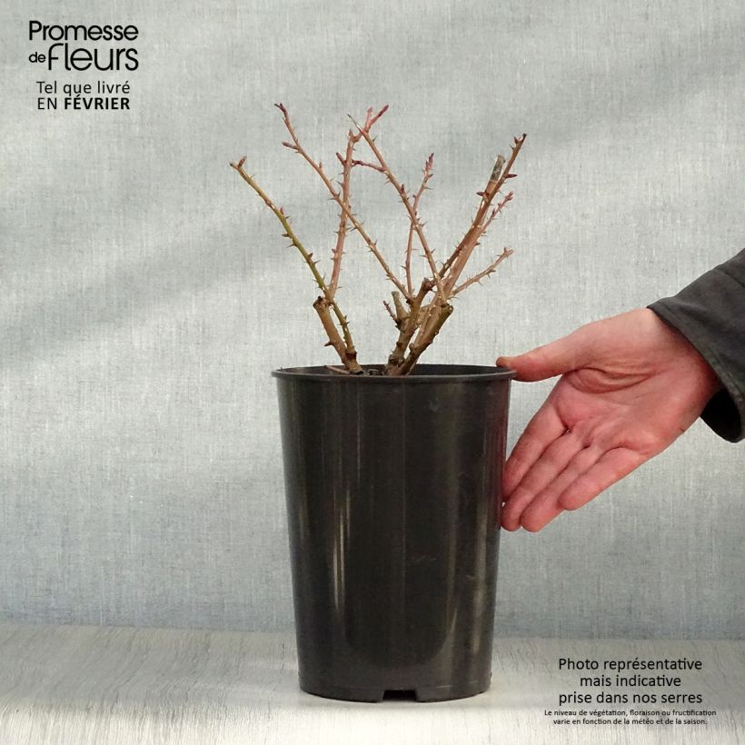 Spécimen de Rosier botanique - Rosa moyesii Geranium Pot de 3L/4L Qualité 2 branches, Sur propres racines ( non greffé) tel que livré en hiver