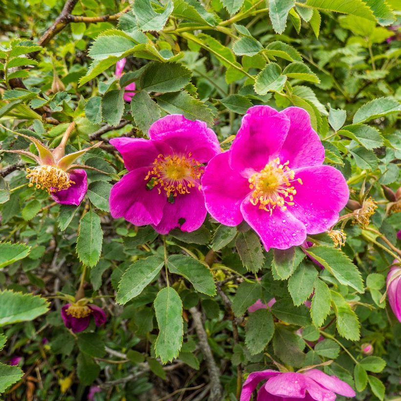 Rosier botanique - Rosa nitida (Floraison)