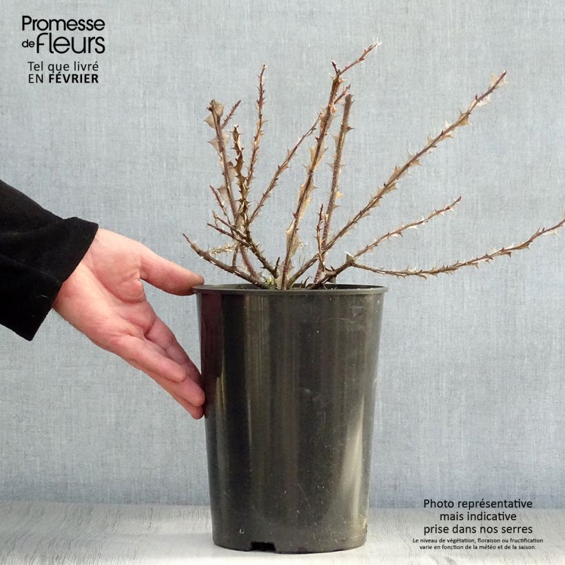 Spécimen de Rosier botanique - Rosa omeiensis Pteracantha Pot de 4L/5L Qualité 2 branches tel que livré en hiver