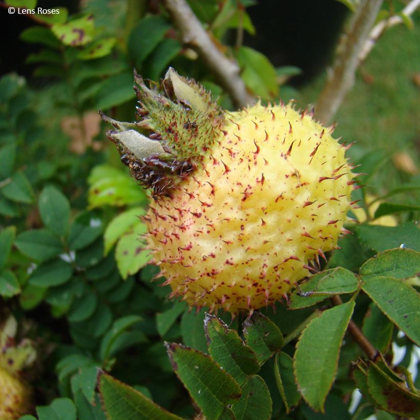 Rosier botanique - Rosa roxburghii Lampion (Récolte)