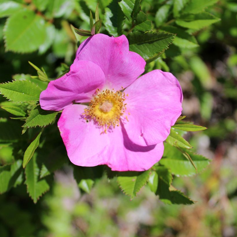 Rosier botanique - Rosa virginiana (Floraison)