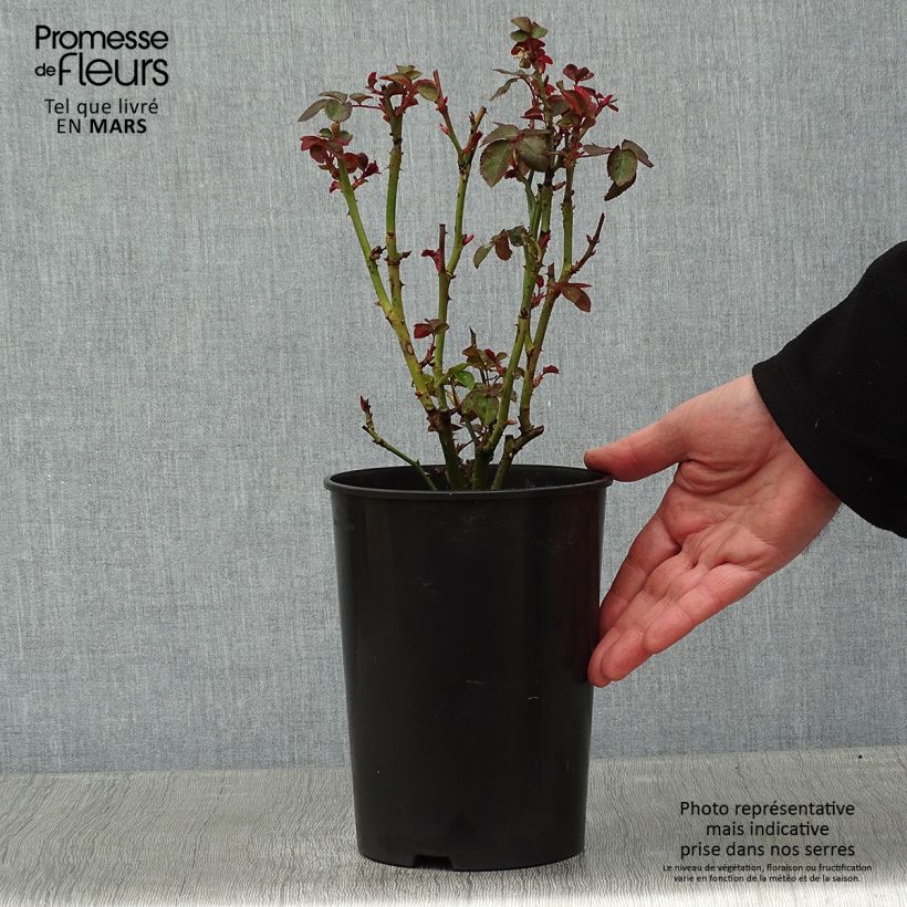 Spécimen de Rosier buisson Kaffe Fassett Pot de 2L/3L tel que livré en hiver