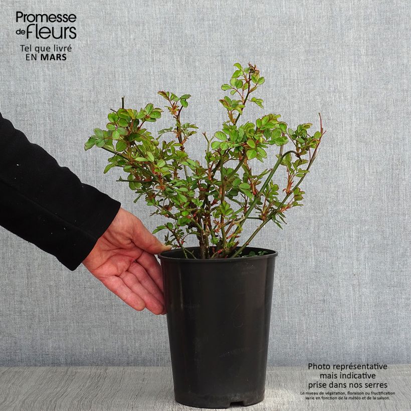 Spécimen de Rosier couvre-sol Amica Pot de 3L/4L tel que livré en hiver