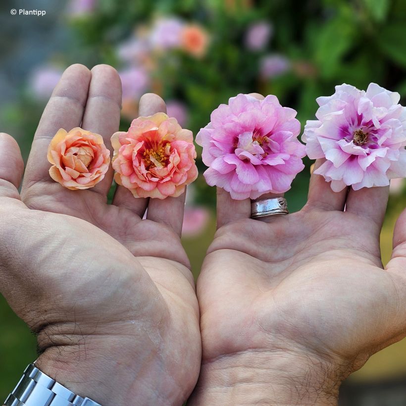 Rosier couvre-sol Amirose (Floraison)